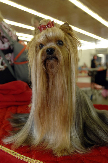 dog hairstyles. Pictures of Dog Hairstyles